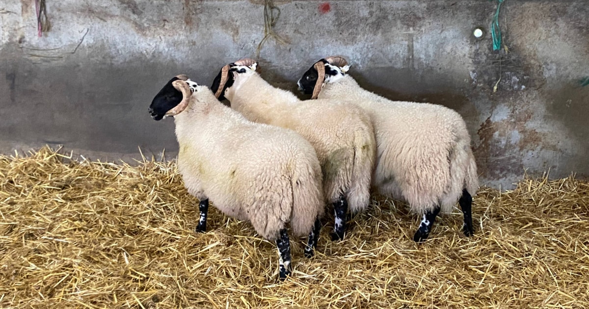 3 Blackface Breeding Rams | SellMyLivestock - The Online Livestock ...