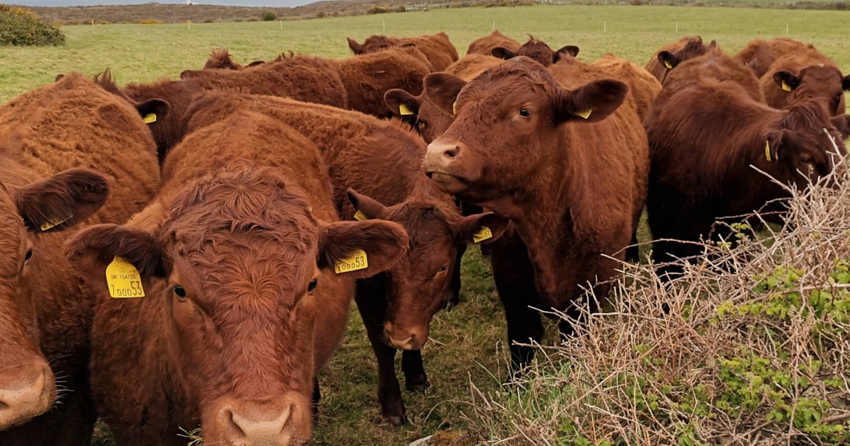 7 Pedigree Red Ruby Devon Breeding, Store Heifers | SellMyLivestock ...