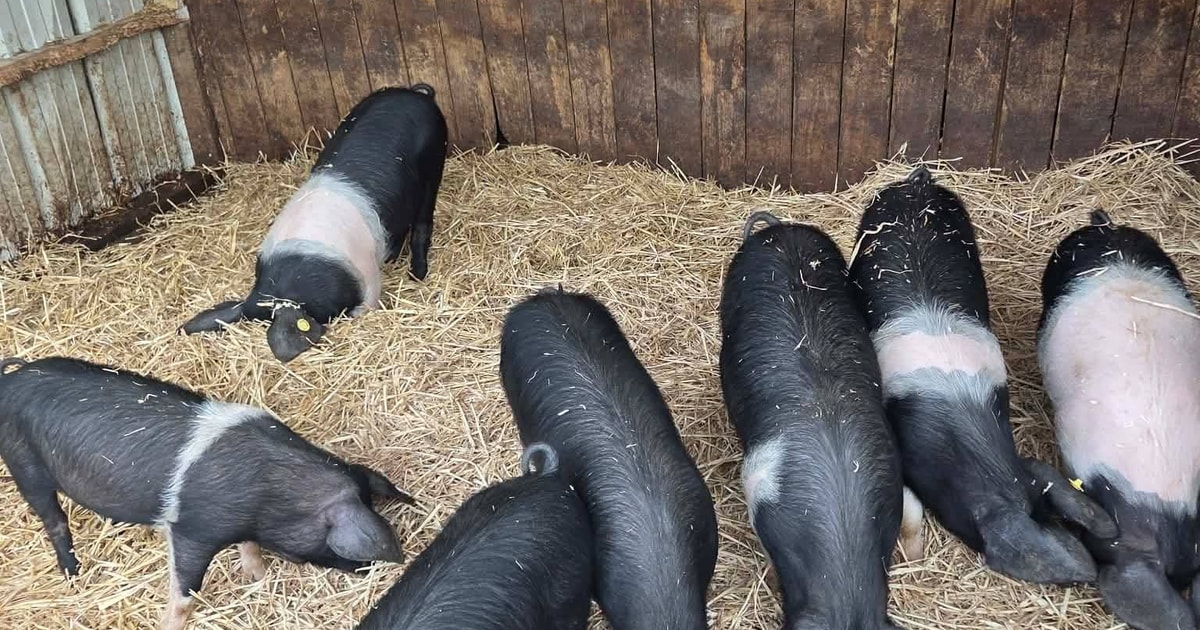 20 Organic Saddleback Growing Boars, Gilts | SellMyLivestock - The ...