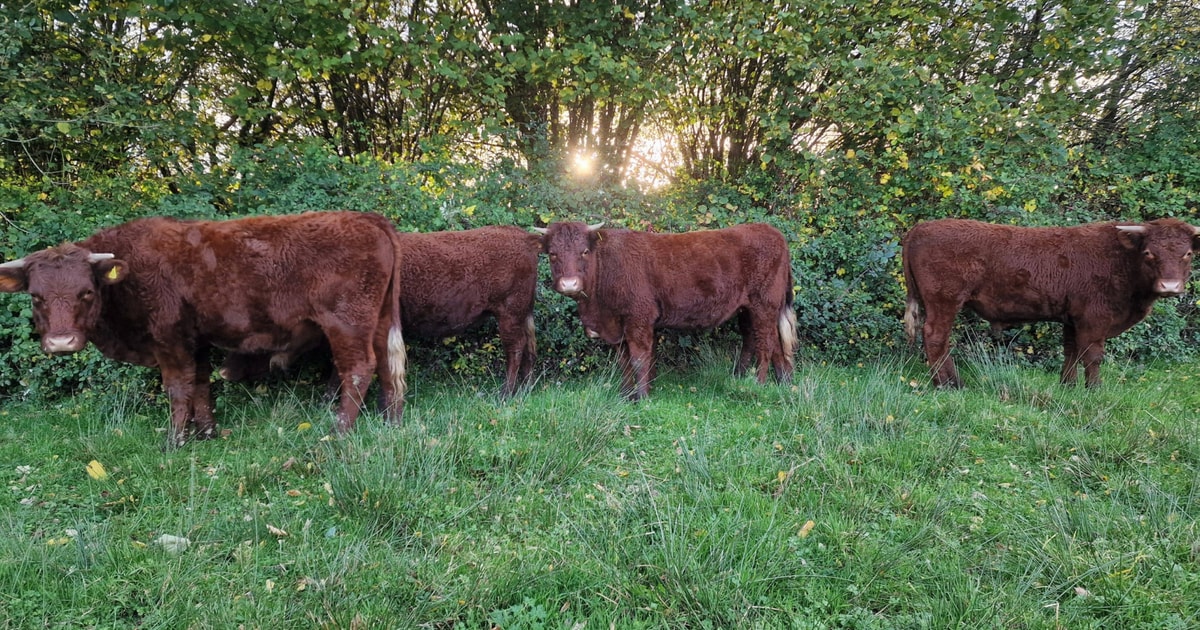 6 North Red Ruby Devon Store Heifers, Steers | SellMyLivestock - The ...