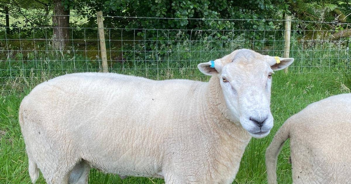 1 Lleyn Breeding Ram | SellMyLivestock - The Online Livestock Marketplace