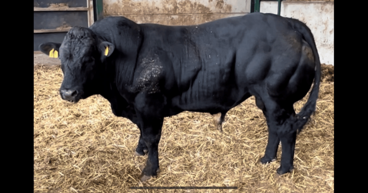 1 Belgium Blue, Limousin Cross Breeding Bull | SellMyLivestock - The ...
