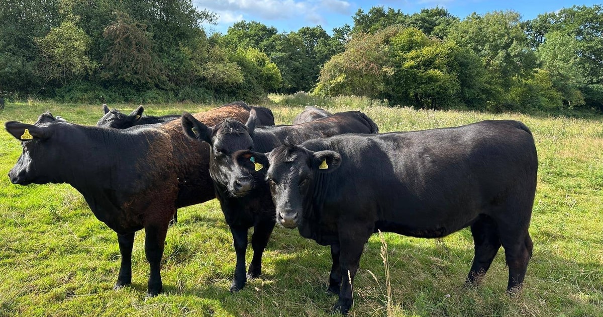 5 Pedigree Aberdeen Angus Breeding Heifers | SellMyLivestock - The ...