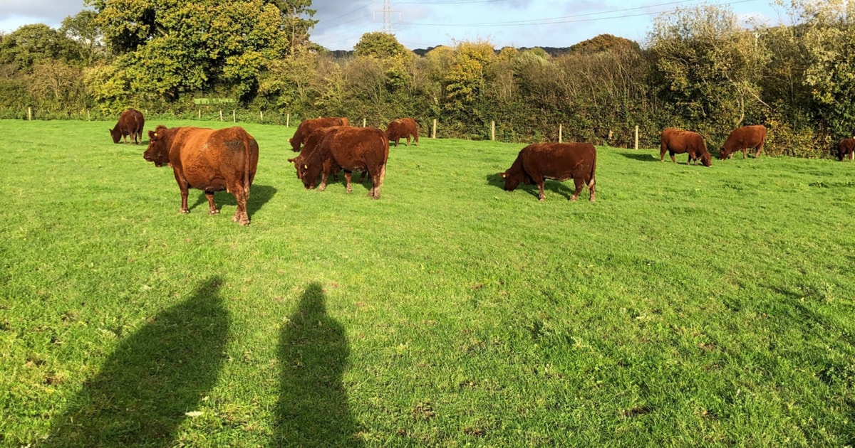 30 Pedigree Red Ruby Devon, North Red Ruby Devon In-Calf Breeding Bulls ...