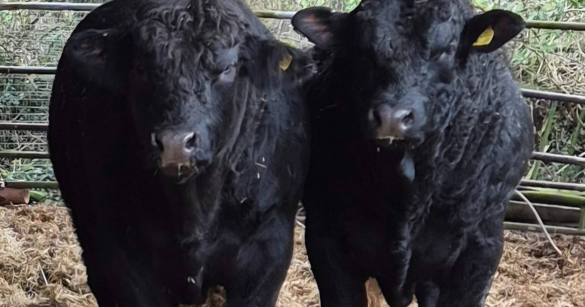 2 Limousin, British Blue Cross Breeding Young Bulls, Bulls ...
