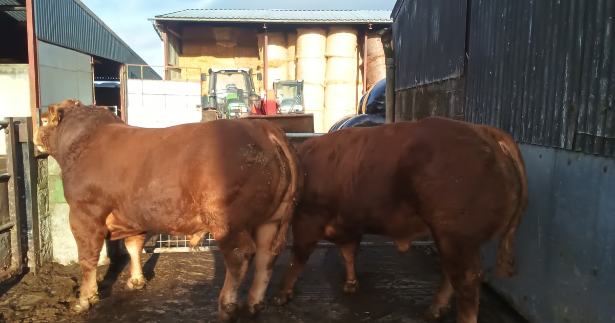 2 Pedigree Limousin Breeding Bulls, Young Bulls | SellMyLivestock - The ...