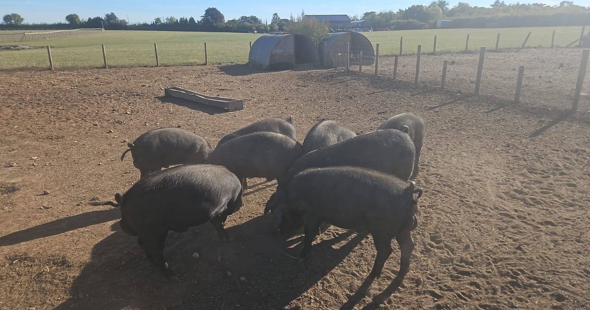 18 Large Black Growing, Breeding Gilts, Boars | SellMyLivestock - The ...