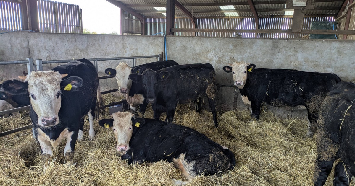 6 Aberdeen Angus, Hereford Cross Store Heifers | SellMyLivestock - The ...
