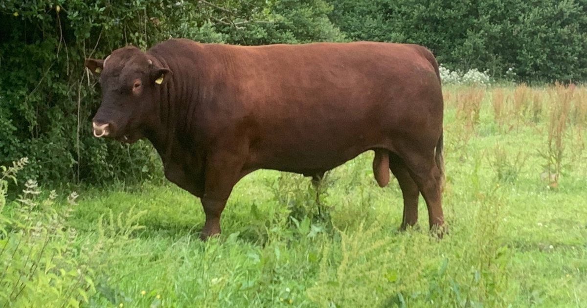 1 Pedigree North Red Ruby Devon, Red Ruby Devon Breeding Bull ...