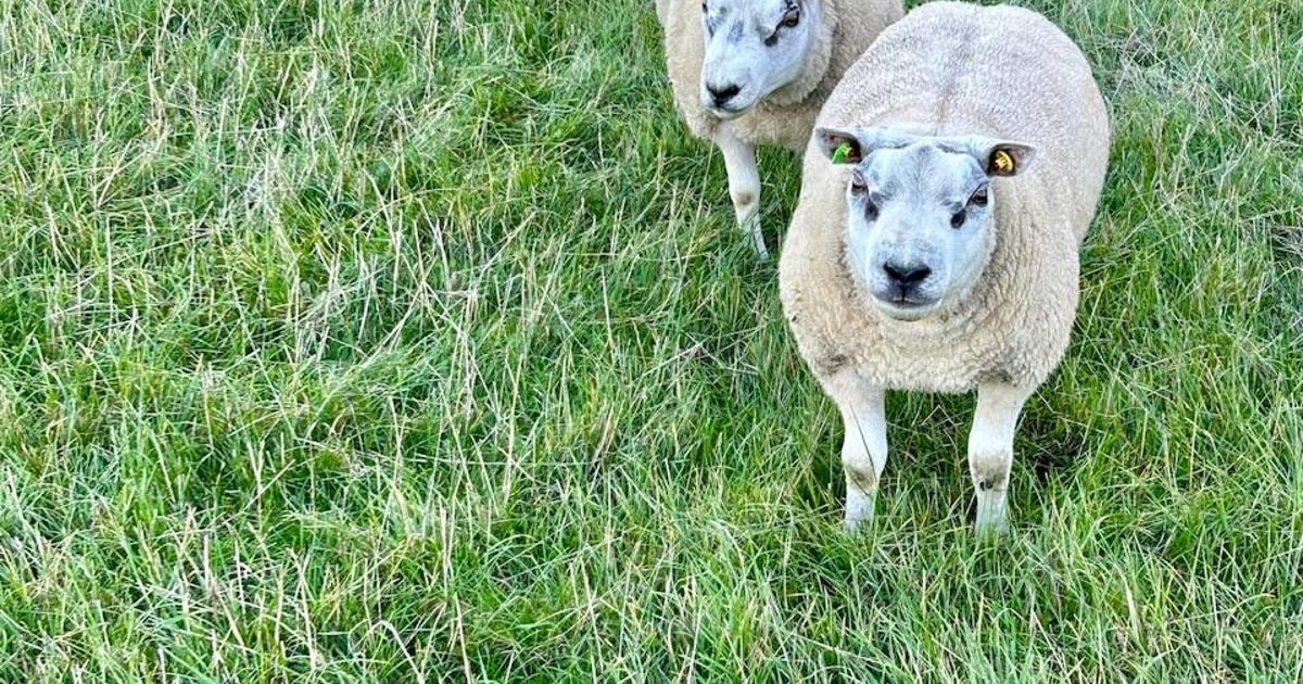 7 Blue Texel, Beltex Breeding Shearlings, Rams | SellMyLivestock - The ...