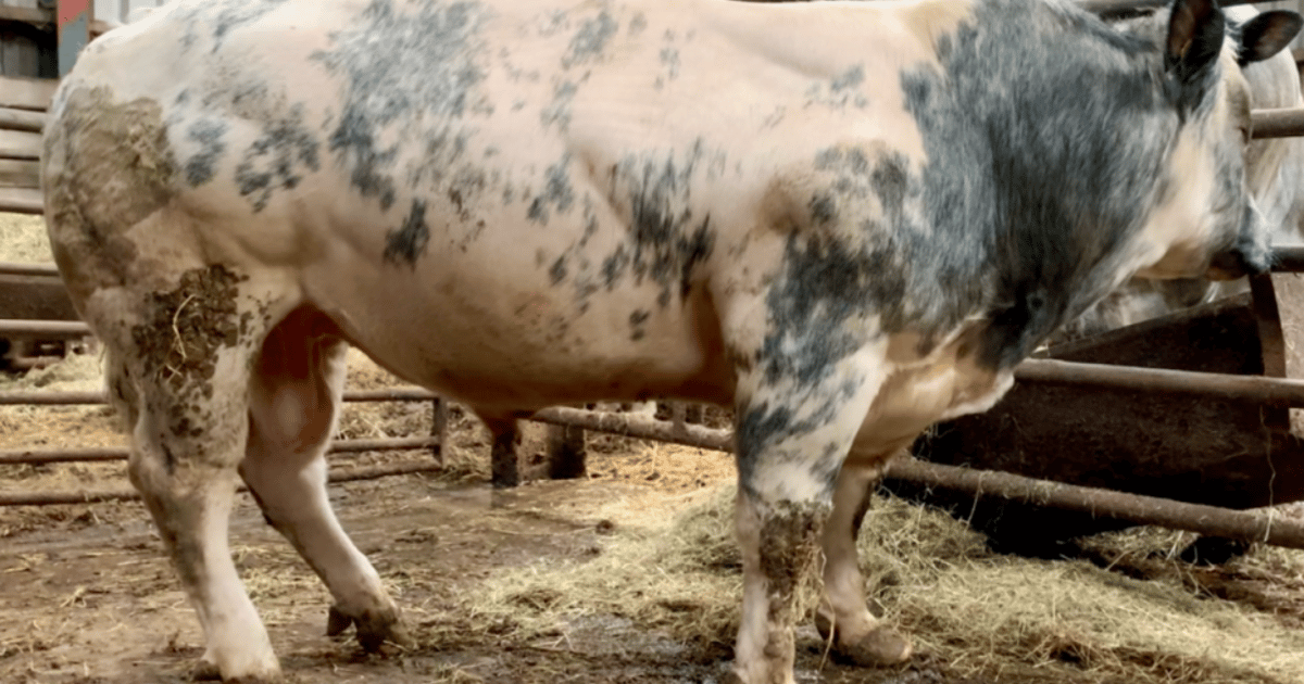 1 Pedigree British Blue Breeding Young Bull | SellMyLivestock - The ...