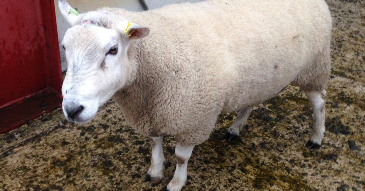 1 Lleyn Breeding Ram | SellMyLivestock - The Online Livestock Marketplace