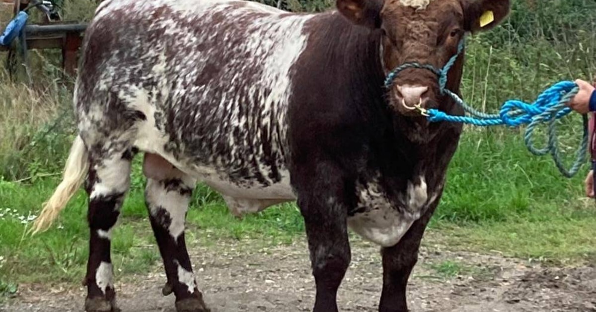 3 Pedigree Beef Shorthorn Breeding Young Bulls | SellMyLivestock - The ...