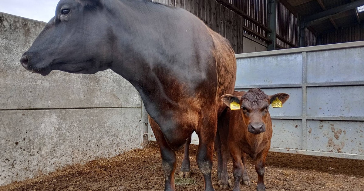1 Aberdeen Angus Cross Breeding Cow with Calf at Foot | SellMyLivestock ...