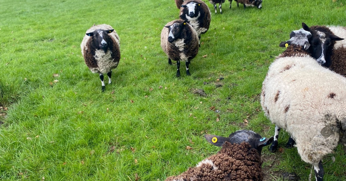 10 Dutch Spotted Breeding Rams | SellMyLivestock - The Online Livestock ...