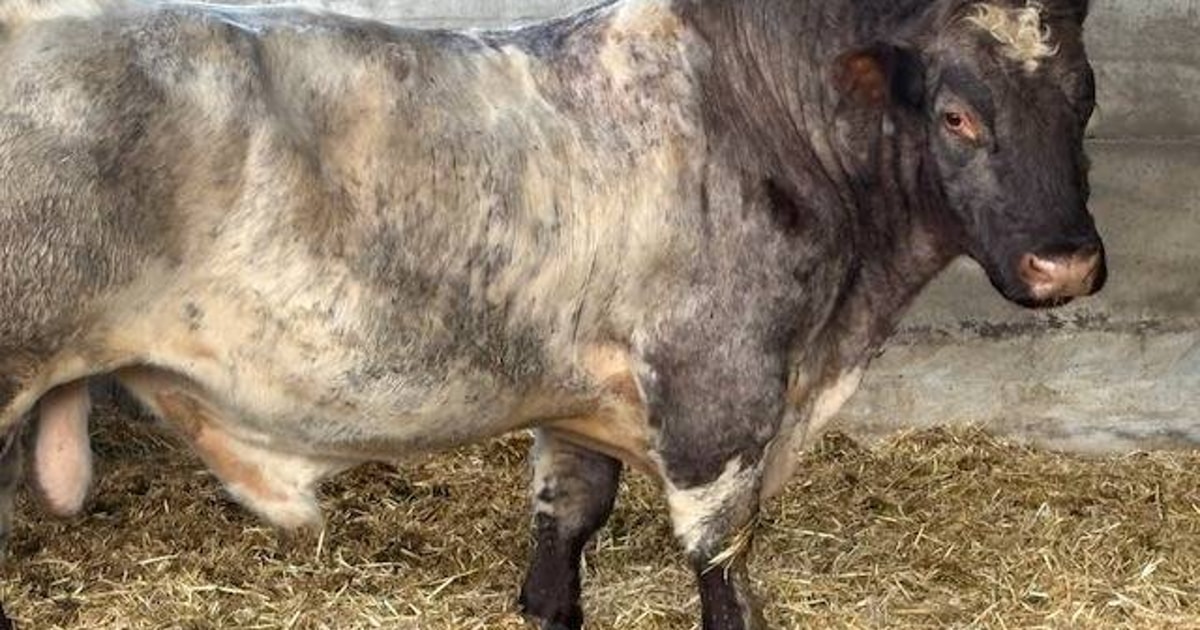 1 Pedigree Beef Shorthorn Breeding Bull | SellMyLivestock - The Online ...