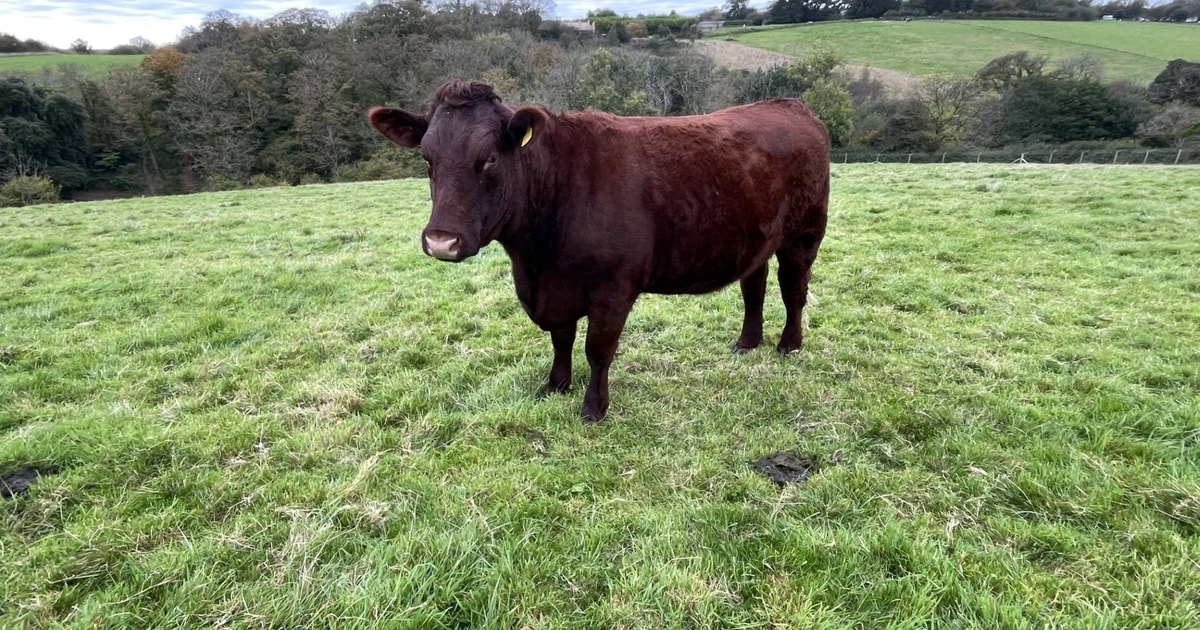 3 Red Ruby Devon Cross Breeding, Store Heifers | SellMyLivestock - The ...