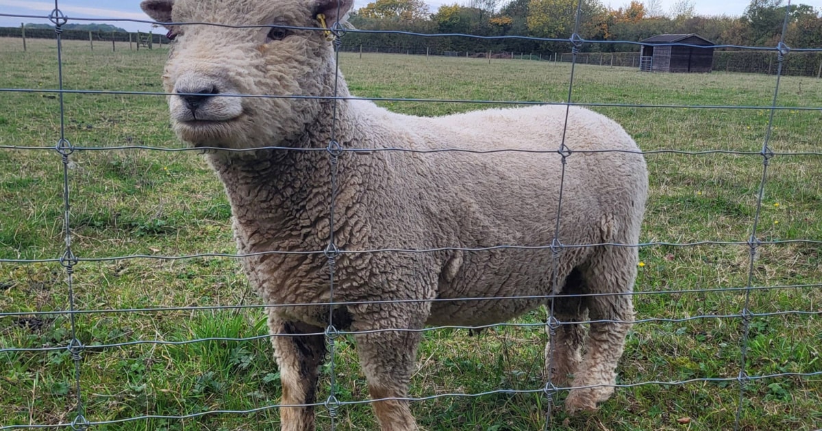 1 Southdown Breeding Ram | SellMyLivestock - The Online Livestock ...