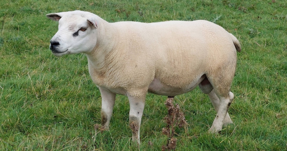 20 Pedigree Texel Breeding Rams, Shearlings | SellMyLivestock - The ...