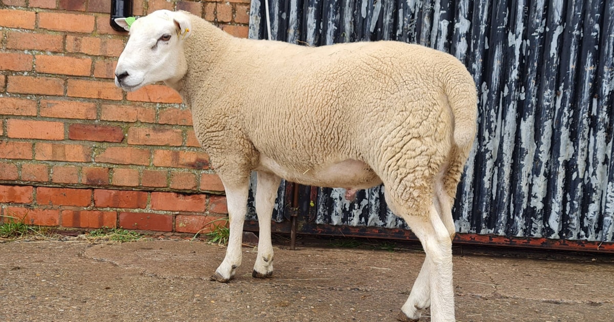 1 Pedigree Lleyn Breeding Ram | SellMyLivestock - The Online Livestock ...
