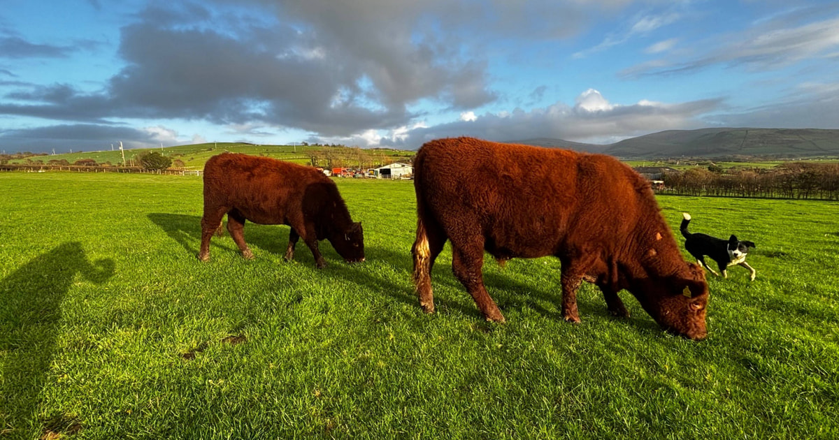 6 Red Ruby Devon Store Heifers, Steers | SellMyLivestock - The Online ...