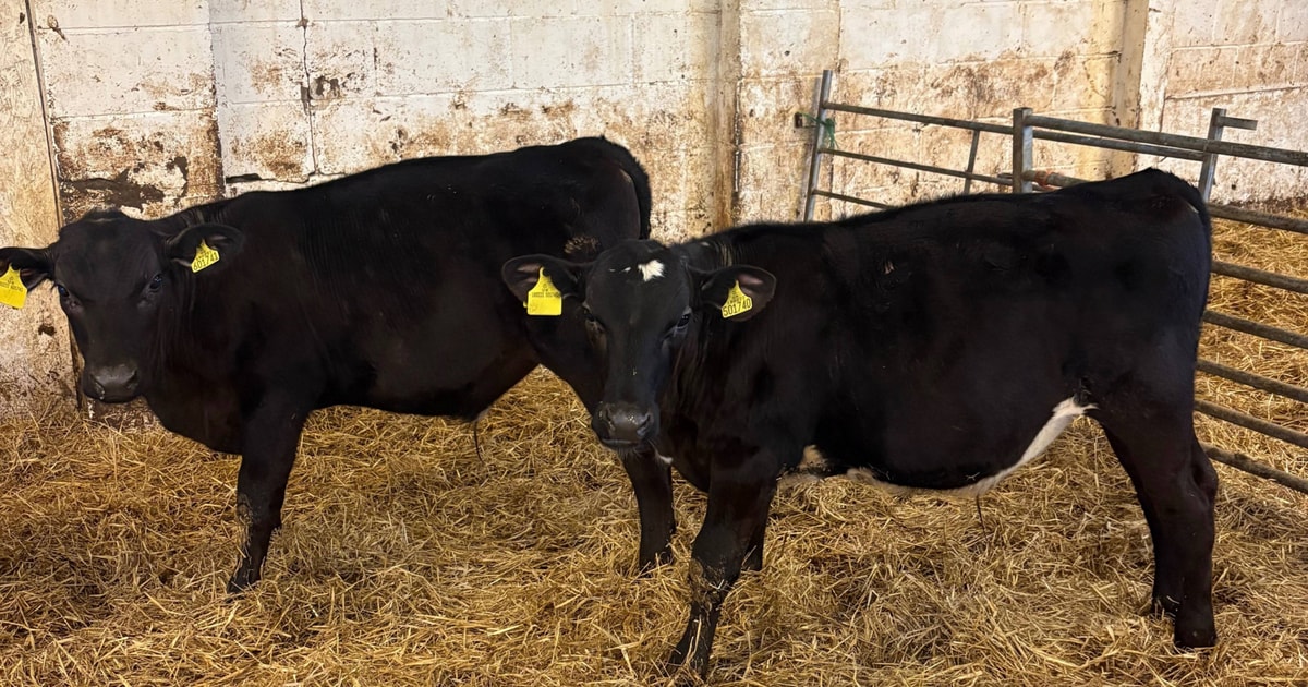 6 Aberdeen Angus Cross Calves | SellMyLivestock - The Online Livestock ...