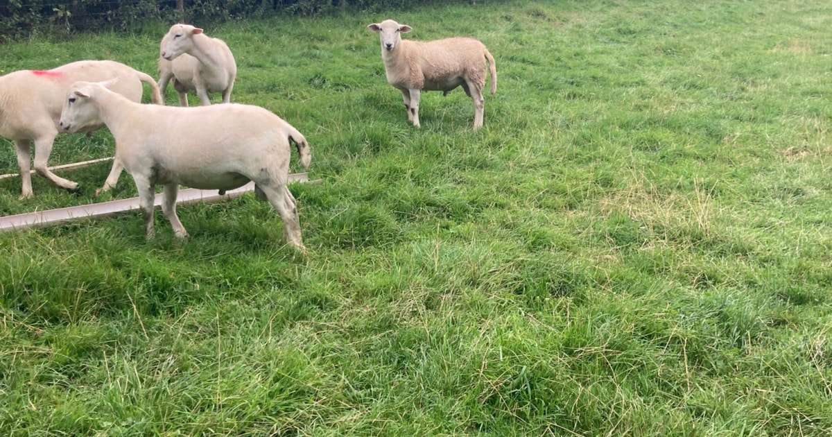 6 Easycare Breeding Rams, Lambs | SellMyLivestock - The Online ...