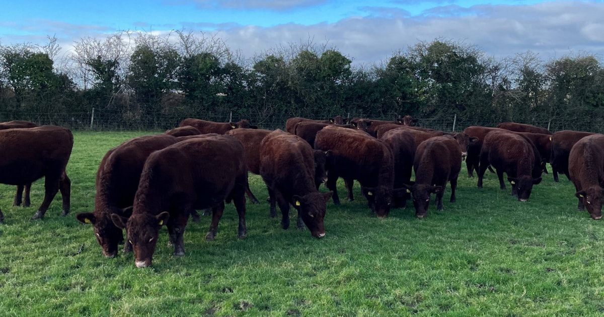 29 Organic Pedigree North Red Ruby Devon Breeding Heifers ...