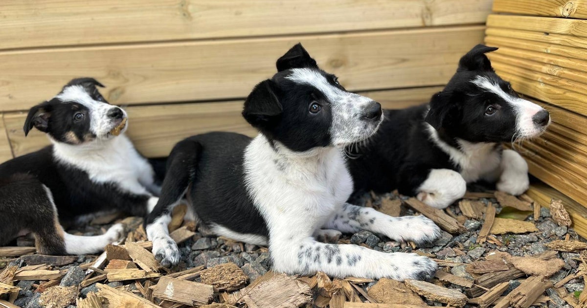1 Border Collie (Male) | SellMyLivestock - The Online Livestock Marketplace