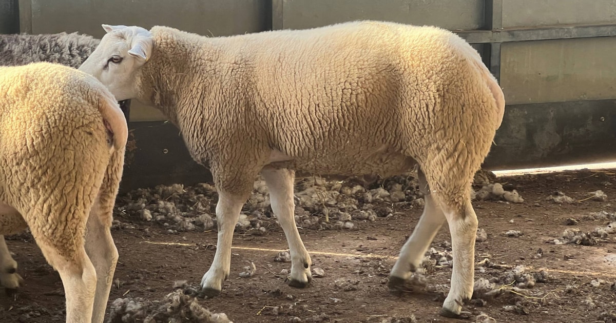 3 Texel, Lleyn Cross Breeding Rams | SellMyLivestock - The Online ...