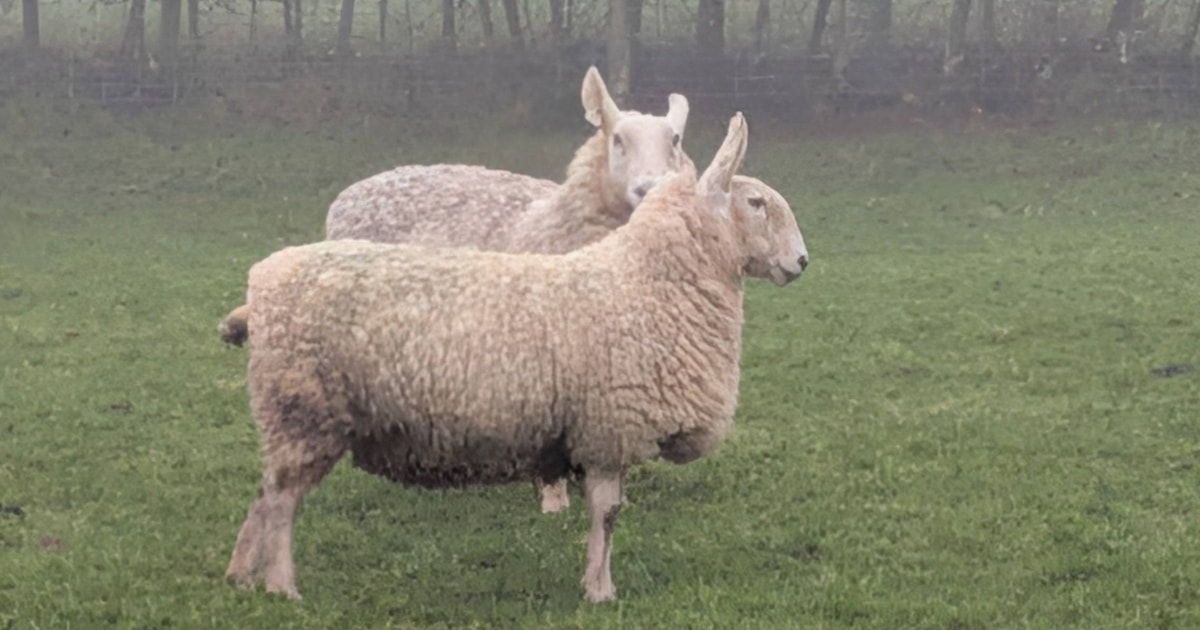 1 Pedigree Border Leicester In-Lamb Breeding Ewe | SellMyLivestock ...