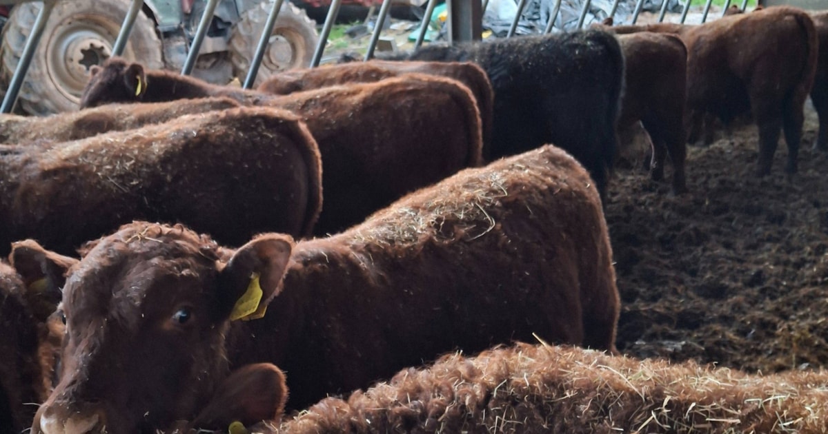 17 Red Ruby Devon Store Steers | SellMyLivestock - The Online Livestock ...