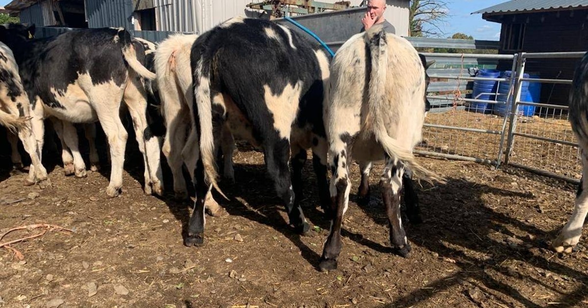 14 Belgium Blue, Aberdeen Angus Cross Store Heifers | SellMyLivestock ...