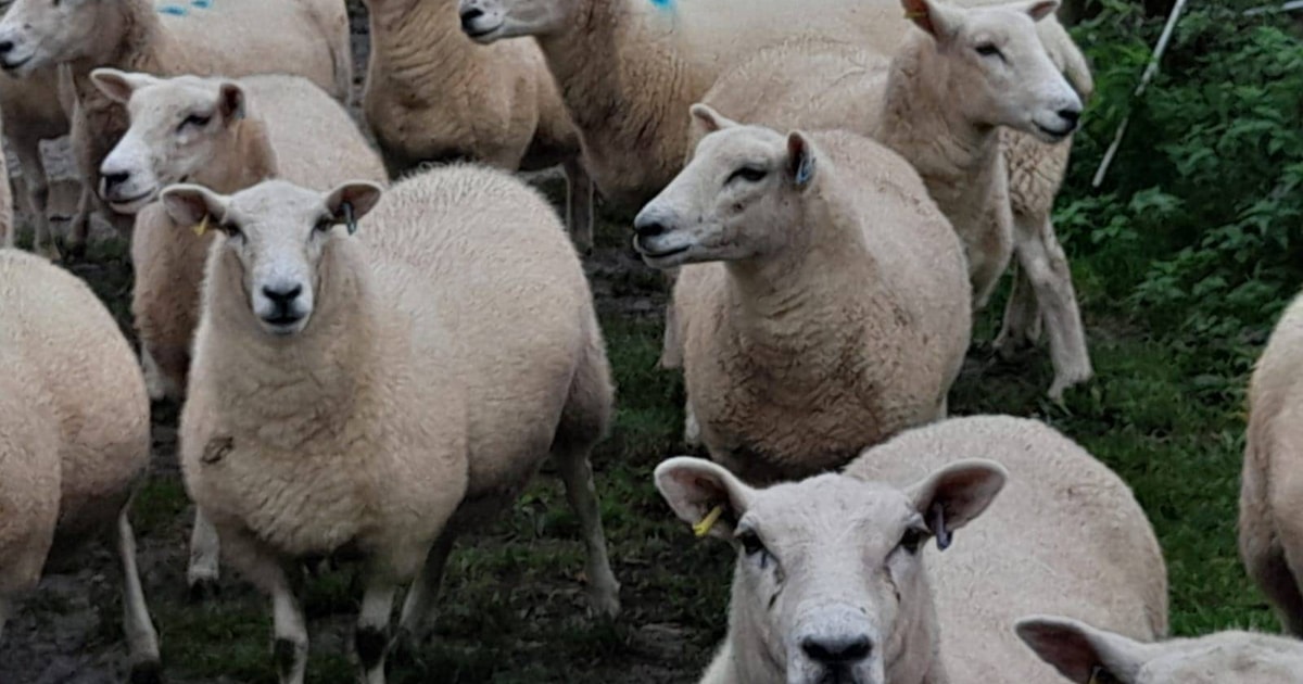 50 Organic Lleyn Breeding Ewes, Shearlings | SellMyLivestock - The ...