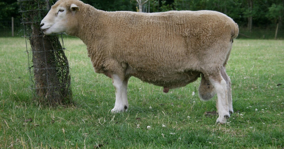 1 New Zealand Romney Breeding Ram | SellMyLivestock - The Online ...