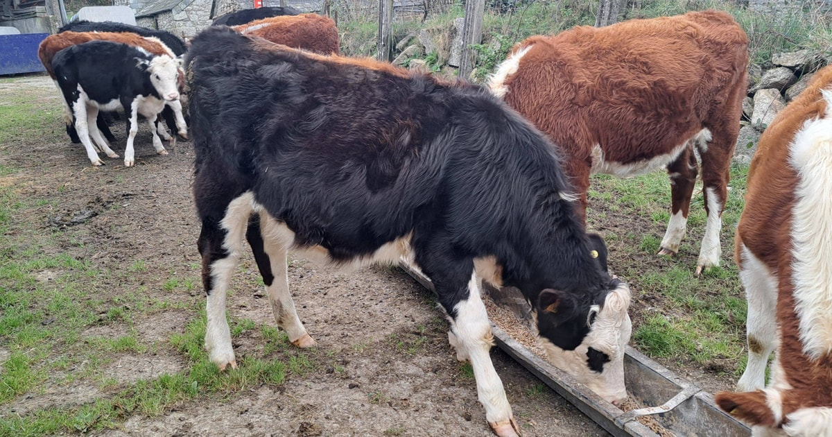 1 Hereford Cross Store Heifer | SellMyLivestock - The Online Livestock ...
