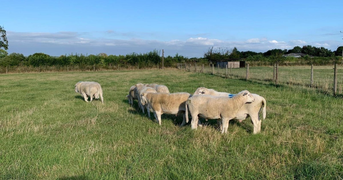 1 Easycare Breeding Ram | SellMyLivestock - The Online Livestock ...