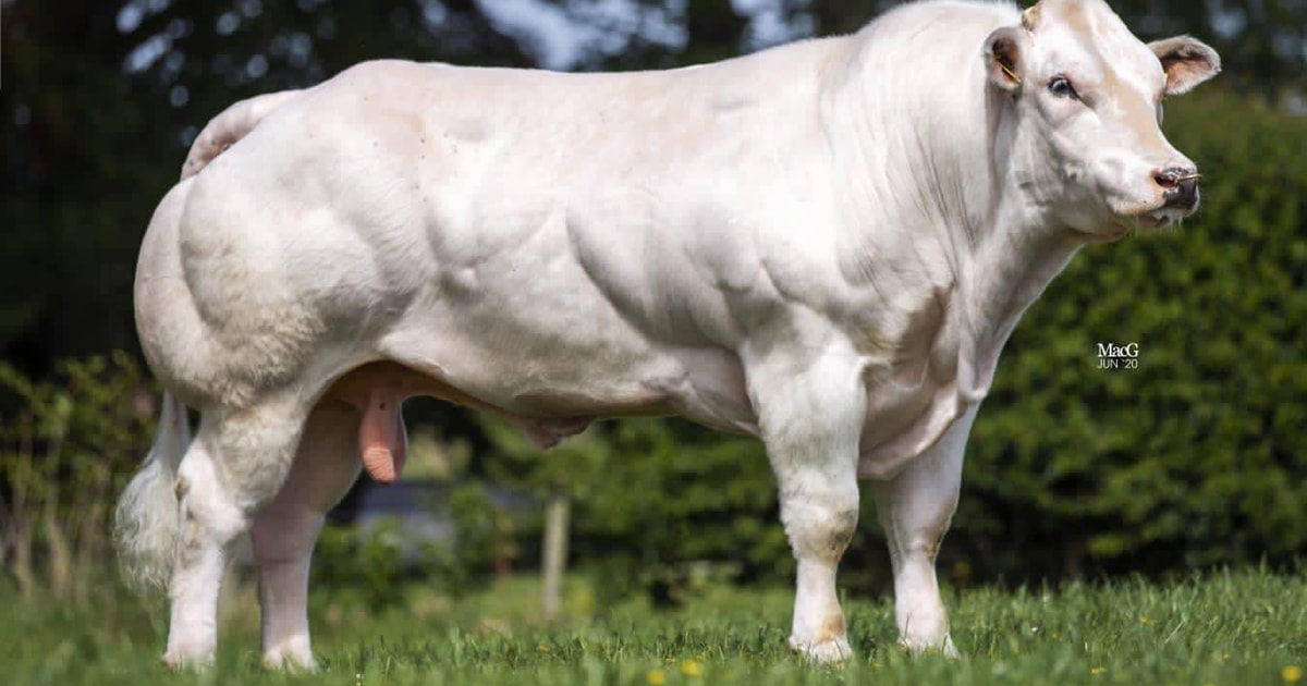 1 Pedigree British Blue Breeding Bull | SellMyLivestock - The Online ...