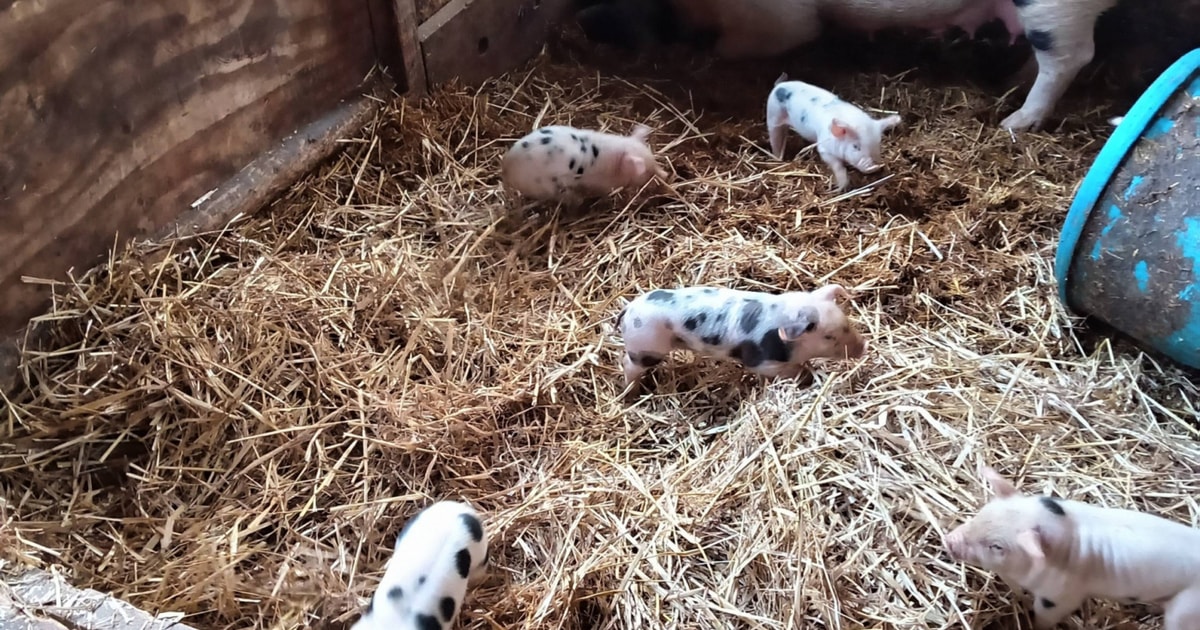 8 Gloucestershire Old Spot Cross Growing, Breeding Sows with Piglets at ...