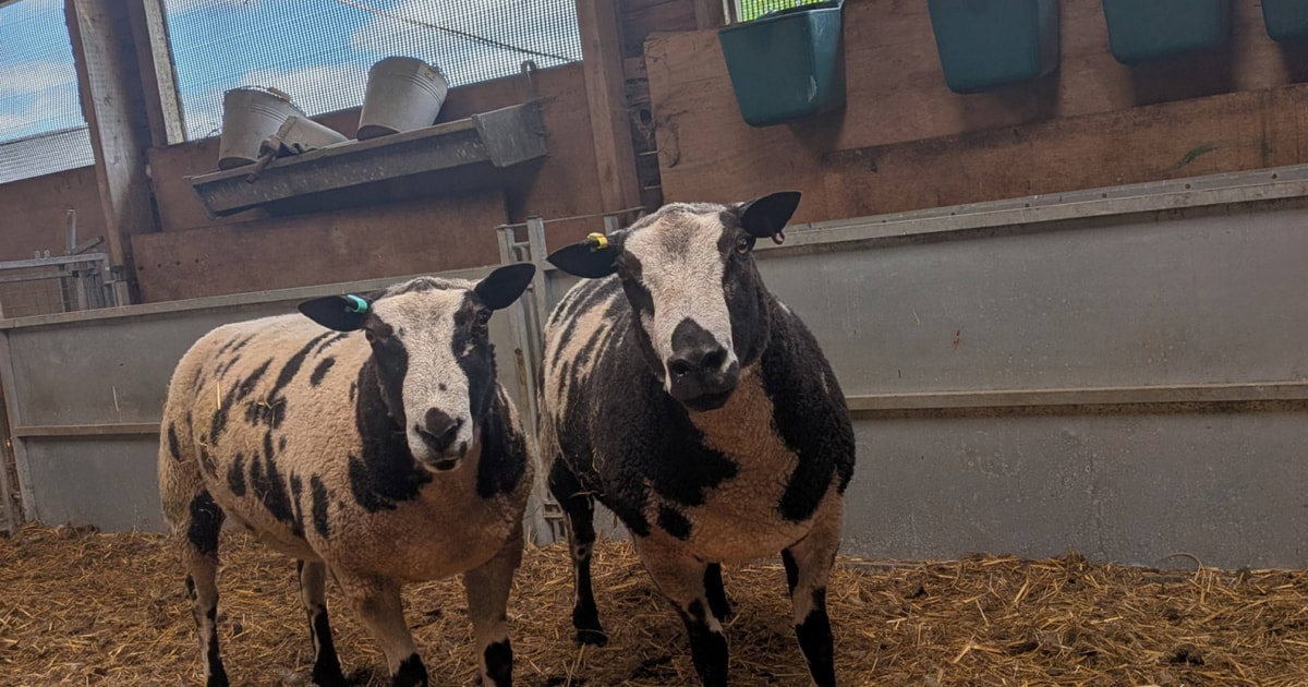 2 Pedigree Dutch Spotted Breeding Rams | SellMyLivestock - The Online ...