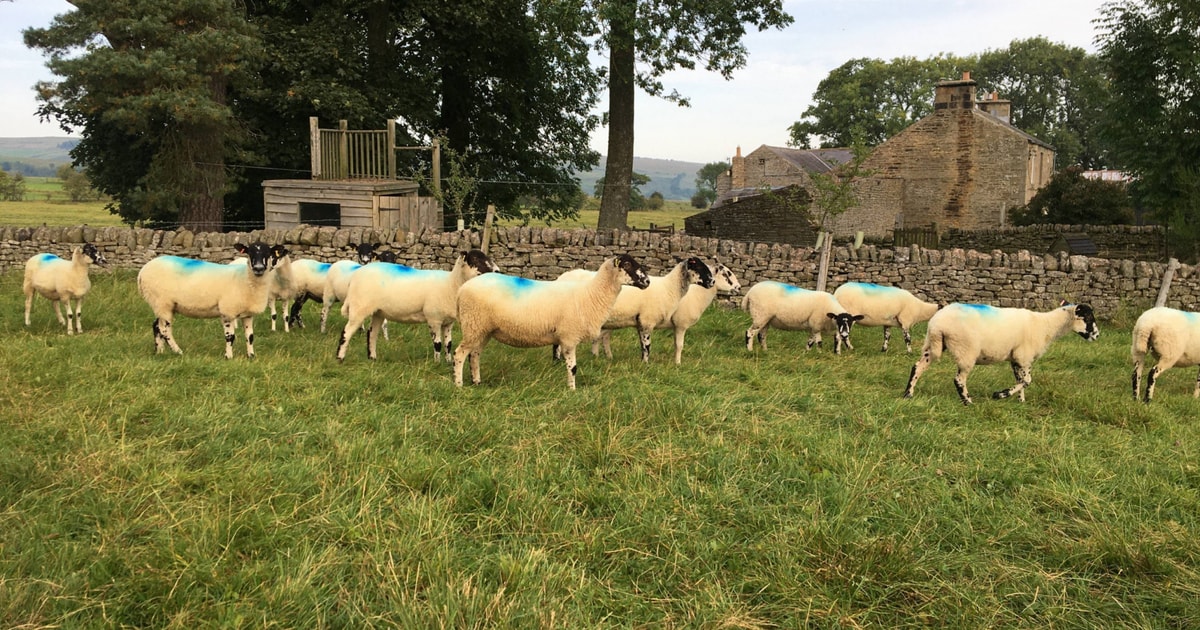140 North of England Mule Breeding Shearlings | SellMyLivestock - The ...