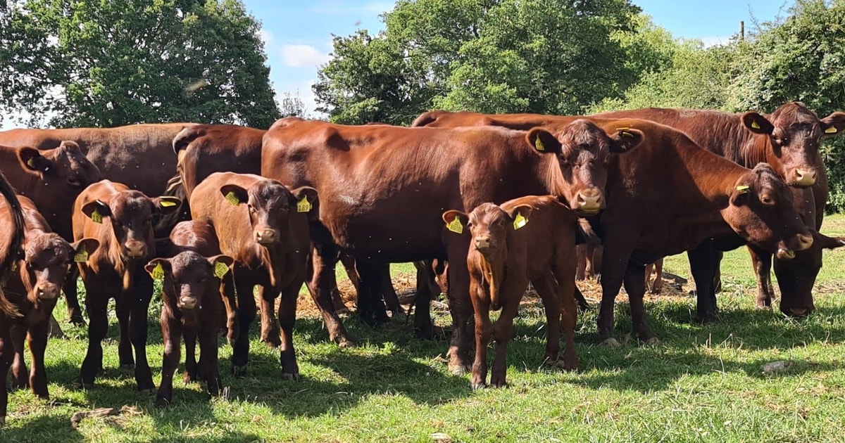 4 Pedigree Red Poll Breeding Heifers, Cows with Calves at Foot ...