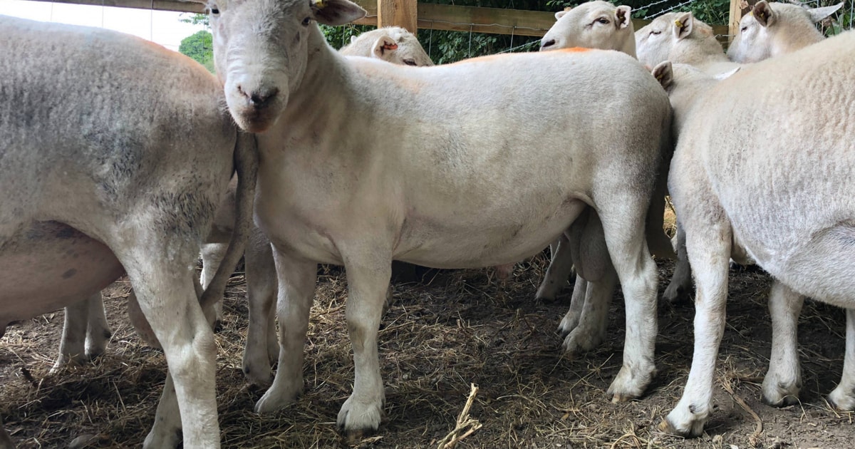 50 Organic Pedigree Easycare Breeding Rams | SellMyLivestock - The ...