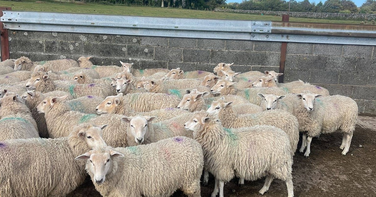 30 Highlander Breeding Ewes, Lambs | SellMyLivestock - The Online ...