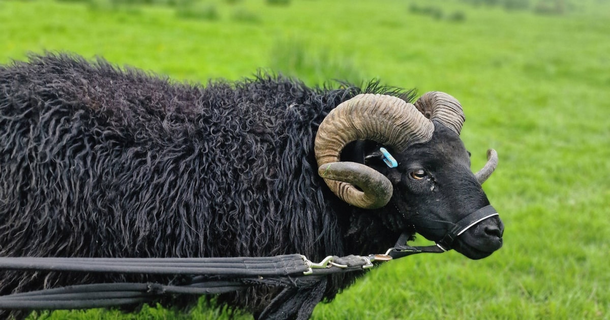 1 Hebridean Breeding Ram | SellMyLivestock - The Online Livestock ...