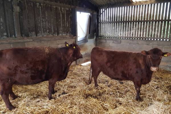 2 Red Poll Breeding Cows - SellMyLivestock