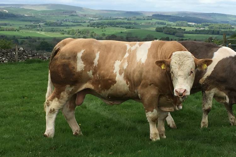 1 Pedigree Simmental Breeding Bull - SellMyLivestock