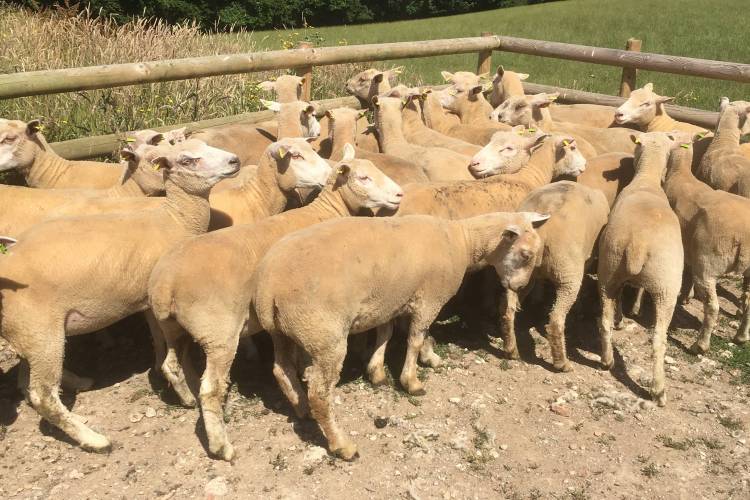 30 Dorset Horn & Poll Dorset Cross Breeding Ewes - SellMyLivestock