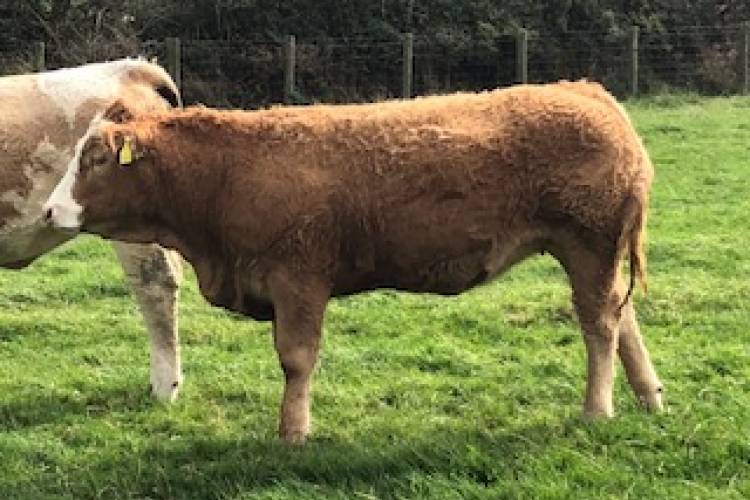 5 Limousin, Charolais Cross Store Heifers - SellMyLivestock