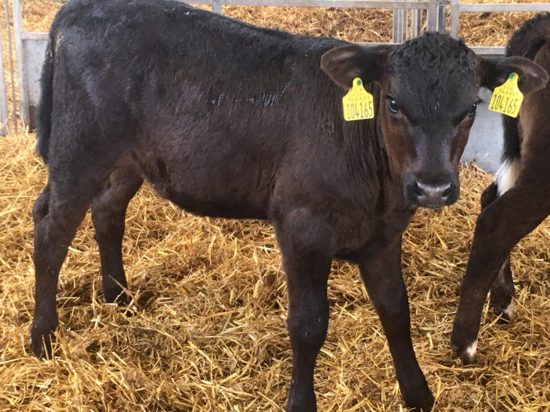 22 Aberdeen Angus, Limousin Cross Store Calves - SellMyLivestock